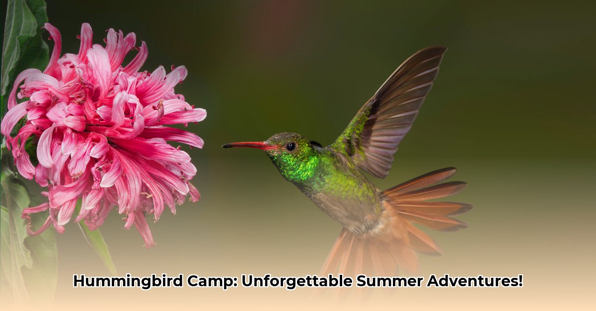 camp-hummingbird